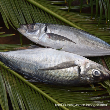 Jack Mackerel Frozen Horse Mackerel Exporters